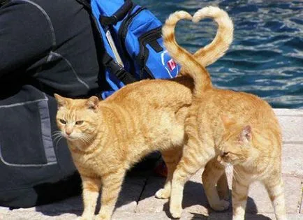 Funny cats poze