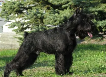 câine Schnauzer miniatural (50 poze) pitice albe, piper și sare de culoare, ce dimensiuni Schnauzer (câine) câine Schnauzer miniatural (50 poze) pitice albe, piper și sare de culoare, ce dimensiuni Schnauzer,