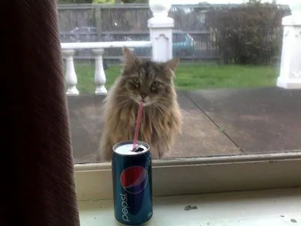 Funny cats poze