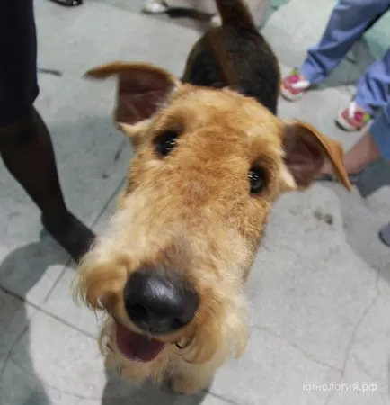 Dog Electronics porecla, câine rasa electronica, stie fiecare melodie