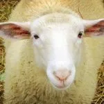 Conținutul de capre în agricultura de subzistență de uz casnic