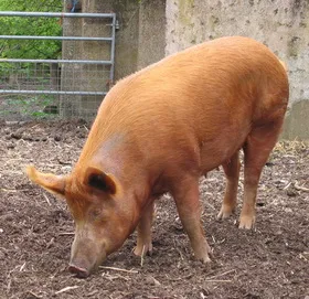 Vis de porc Interpretare (media lucruri diferite) Vis de porc Interpretare