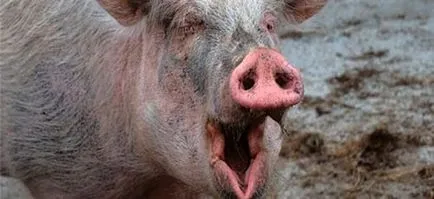 Visul vis de porc de porc Interpretare ce vis
