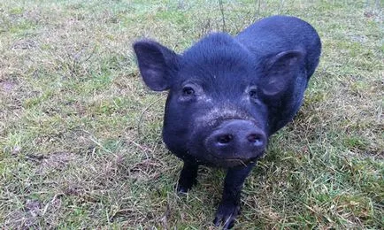 Vis de porc Interpretare visat, ce un porc visează în timpul somnului (ce vise de porc) Vis de porc Interpretare visat, ceea ce visează un porc în timpul somnului