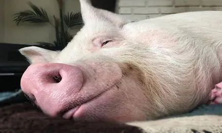 Vis de porc Interpretare visat, ce un porc visează în timpul somnului (ce vise de porc) Vis de porc Interpretare visat, ceea ce visează un porc în timpul somnului