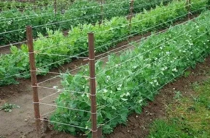 Cultivarea fasole verde și de întreținere în câmp deschis