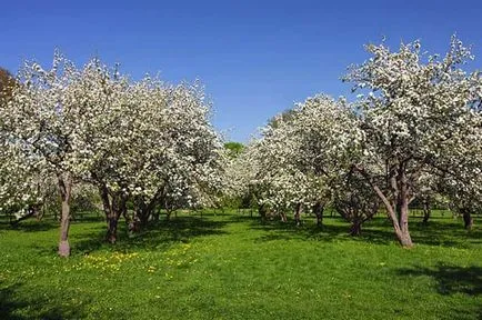 fertilizare și de îngrijire sfaturi pentru grădină () Sfaturi pentru îngrășăminte și îngrijirea unei grădini