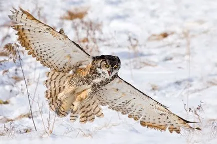 Owls, enciclopedie animale