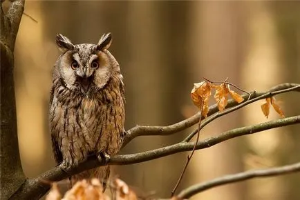Owls, enciclopedie animale