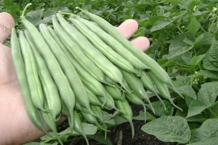 Cultivarea fasole verde și de întreținere în câmp deschis