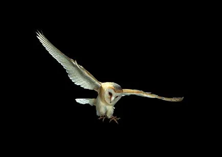 Owls, enciclopedie animale
