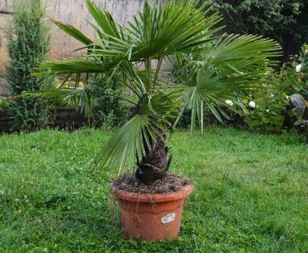Lista celor mai comune specii de palmieri