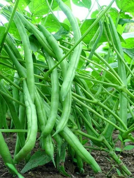 Fasole verde în creștere și îngrijire fără substanțe chimice (sparanghel) Fasole verde în creștere și îngrijire fără chimicale