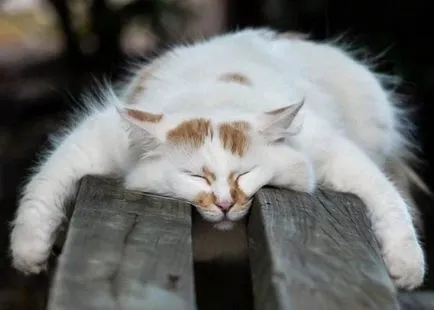 Cat de dormit fotografie amuzant