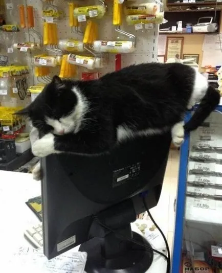 Cat de dormit fotografie amuzant