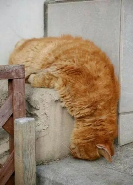 Cat de dormit fotografie amuzant