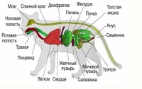 Structura pisica, pisica - cine sunt ei (structura de fotografii pisică) Structura pisica, pisica - cine sunt