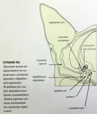 Structura pisica, pisica - cine sunt ei (structura ochilor pisicii) Structura pisica, pisica - cine sunt