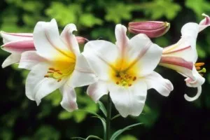 Poezii despre flori pentru copii, poezii pentru copii despre culori scurte, ghicitori, poezii, samotsvetiki (copii) Poezii despre flori pentru copii, poezii pentru copii despre flori scurte, ghicitori, poezii, samotsvetiki