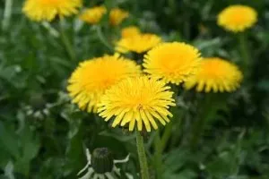 Poezii despre flori pentru copii, poezii pentru copii despre flori scurte, ghicitori, poezii, samotsvetiki (versuri) Poezii despre flori pentru copii, poezii pentru copii despre flori scurte, ghicitori, poezii, samotsvetiki