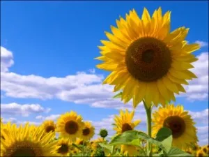 Poezii despre flori pentru copii, poezii pentru copii despre culori scurte, ghicitori, poezii, samotsvetiki (copii) Poezii despre flori pentru copii, poezii pentru copii despre flori scurte, ghicitori, poezii, samotsvetiki