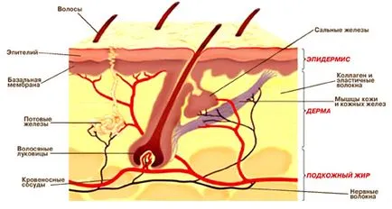 Structura pielii - servicii - dermatovenerologie, dermatocosmetology (strat de fibre de colagen) Structura pielii - Servicii - piele și boli venerice, dermatocosmetology
