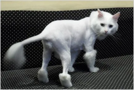 Perierea pisici și pisici (grooming), fotografii, clipuri video, pret, sfaturi professianalov