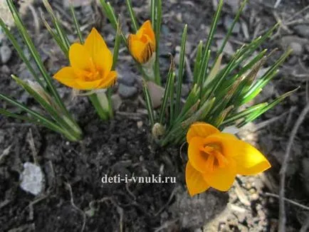 Poezii despre flori pentru copii, copii și nepoți (pentru copii) Poezii despre flori pentru copii, copii și nepoți
