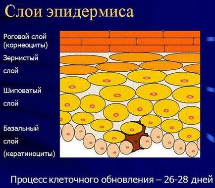 Structura pielii - Servicii - piele si boli venerice, cosmetologie dermică (straturi ale pielii) Structura pielii - Servicii - piele și boli venerice, dermatocosmetology
