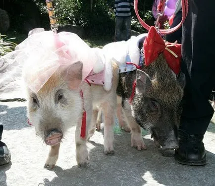 animale de nunta - sărbătoarea iubirii, articolul (pentru nunta animalelor) animale de nunta - sărbătoarea iubirii, articolul
