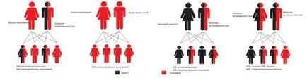 Talasemie (inclusiv beta și forma alfa), ca aceasta boala, simptomele la copii și adulți,