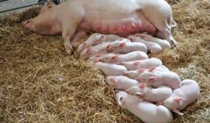 Sow - Ce fel de porc și ceea ce face (de porc) Sow - Ce fel de porc și ceea ce face