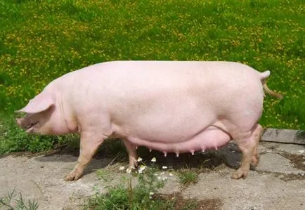 Sow - Ce fel de porc și ceea ce face (de porc) Sow - Ce fel de porc și ceea ce face