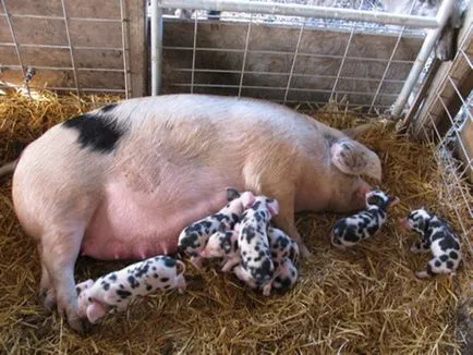 Fermele de porci în casă (acasă) Porc agricultura în casă