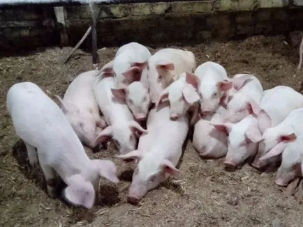 Fermele de porci în casă (condiții) Porc agricultura în casă
