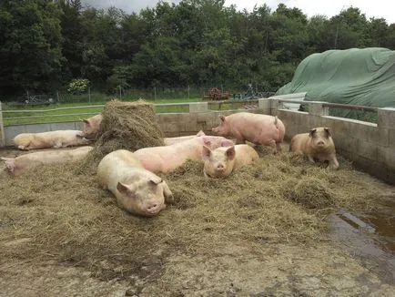 Porc agricultura in casa (porc) Porc agricultura în casă