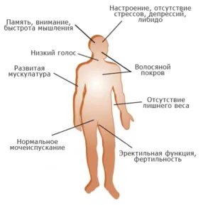 Testosteronul la bărbați (bărbați) Testosteronul în organism de sex masculin