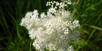 Meadowsweet - proprietăți și contraindicațiile utile, compoziția și în ce boli utilizate