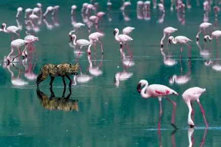 Teritoriul flamingo, publicațiile din întreaga lume (Imagine NATURA IMAGINE) Motivele FLAMINGO publicarea în jurul luminii
