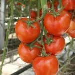Tomate comentarii rachete, fotografii, care au plantat