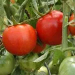 Tomate „racheta“, comentarii, fotografii, care au plantat