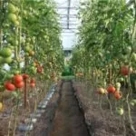 Tomate Caracterizarea și descrierea soiului „Cardinal“