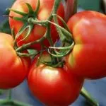 Tomate comentarii fotografie productivitate „labă de urs a lui“ (caracteristică) Tomate „labă de urs“ randament evaluări fotografie