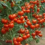 Tomate Caracterizarea și descrierea soiului „Cardinal“