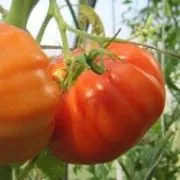 Tomate urs laba (50 poze) descrierea soiului de roșii, comentarii, video