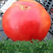 Tomate urs laba (50 poze) descrierea soiului de roșii, comentarii, video