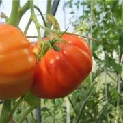 Tomate urs laba (50 poze) descrierea soiului de roșii, comentarii, video