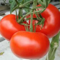 Randamentele de tomate „labă de urs a lui“ evaluări foto (bearish) Tomate „labă de urs“ randament evaluări fotografie