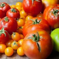 Tomate randament rating fotografie „labă de urs a lui“ (semințe) Tomate „labă de urs“ randament evaluări fotografie