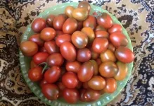 Tomate negru Moor, roșii și comentarii cu fotografii, caracterizarea și descrierea soiului